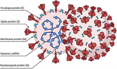 SARS-CoV-2 and the Host Cell: A Tale of Interactions